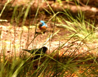 51countybuntings222222222.JPG