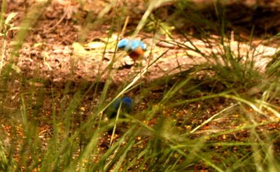 51county444444buntings.JPG