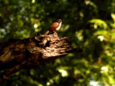 51countycarolinawren'.JPG