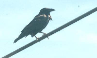 51countycommonraven.JPG