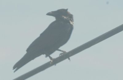 51countycommonraven222222222.JPG
