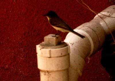 51countyeasternphoebe'.JPG