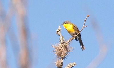 51countyyellowbresatedchat.JPG