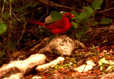 51county11111111cardinal1111111.JPG