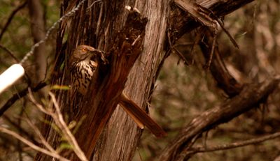 51countylongbilled.JPG