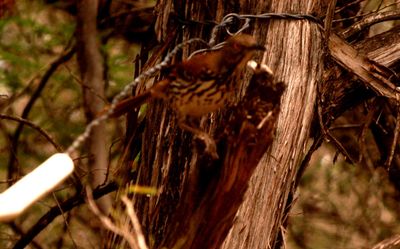 51countylongbilledthrasher.JPG
