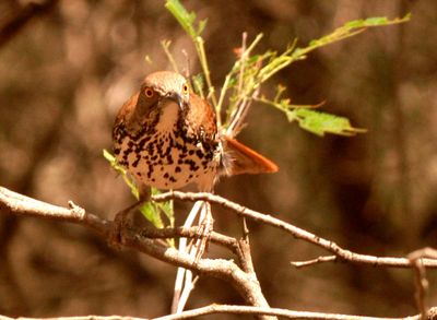 Longbilled51county.JPG