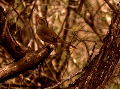 51countyoolivesparrow.JPG