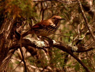 51county444longbilledthrasher.JPG