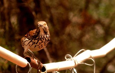 51county88888888longbilledthrasher.JPG