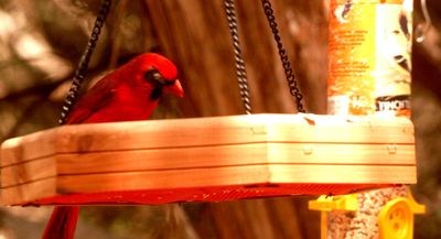 51county123cardinal.JPG