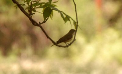 51countybird.JPG