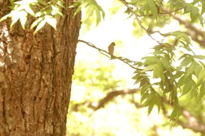 51countypaintedbunting.JPG