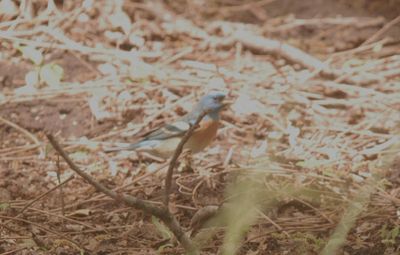 51countylzulibunting.JPG