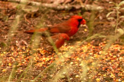 51countyhousefinchcardinal.JPG
