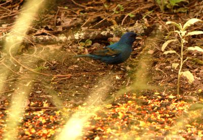51countybluegrosbeak.JPG