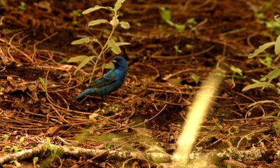 51countyb;ie2222grosbeak22222.JPG