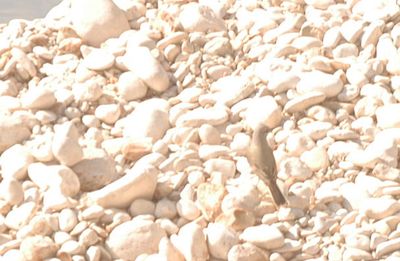 57county.westernkingbird22222222.JPG