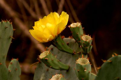 57county.cactusflower.JPG
