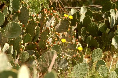 57county.ccactusfloweryellow.JPG