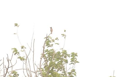 57county.ashthroatedflycatcher.JPG