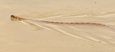 57county.diamondbackedwatersnake.JPG