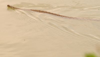 57county.diamondbackedwatersnake6ft.JPG