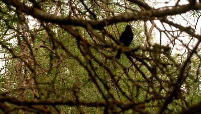 57county.cowbird.JPG