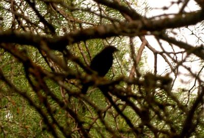 57county.ccowbird.JPG