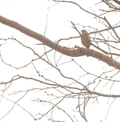 57county.carolinawren.JPG