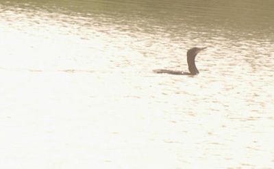 57county.doublecrestedcormorant.JPG
