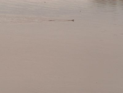 513county.watersnake.JPG
