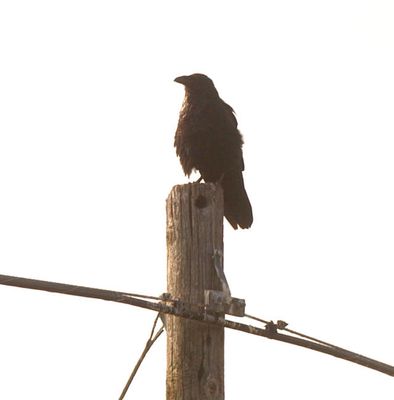 514countywizard raven.JPG