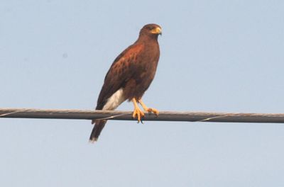 514county8888888harrisshawk.JPG