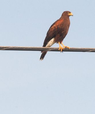 514county666666harrisshawk.JPG