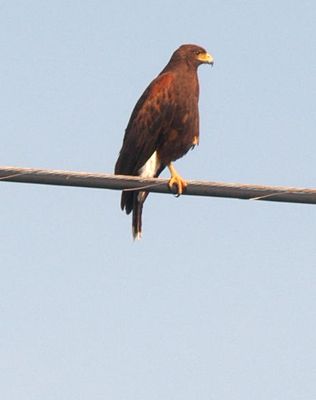 514county44444444harrisshawk.JPG