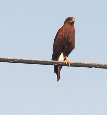 514county222222harrisshawk.JPG