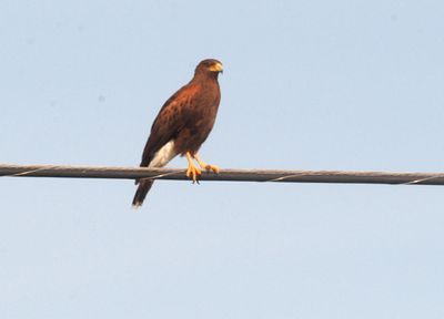 514countyhhharrisshawk.JPG