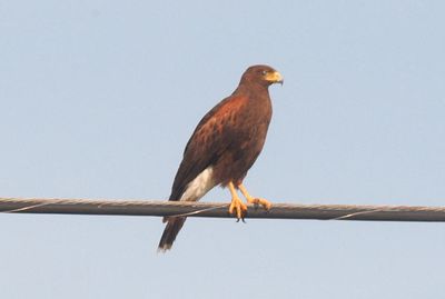 514countyhharishawk.JPG