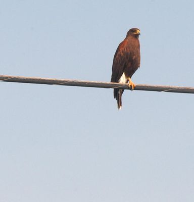 514countyharrishawk.JPG