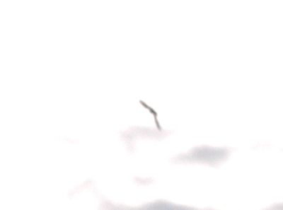 515countynighthawk.JPG