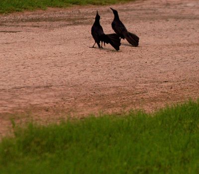 518county.greattailedgrackle.JPG