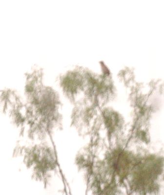 521Countythrasher.JPG