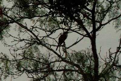521Countybird.JPG