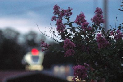 524county.Jpurple.JPG