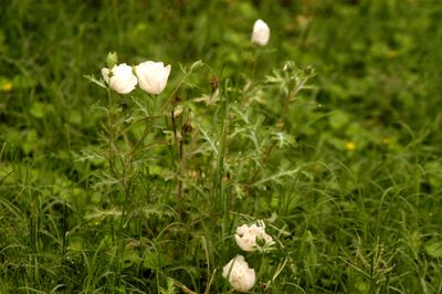 523 countywildflowers222222222.JPG