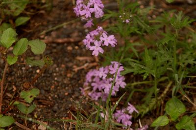 523 countypurplewildflowerrs.JPG