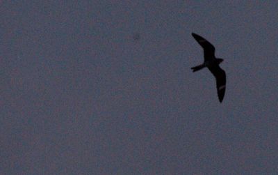 525countynighthawcomomon.JPG