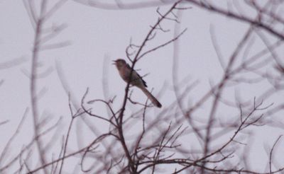 525countymociingbird