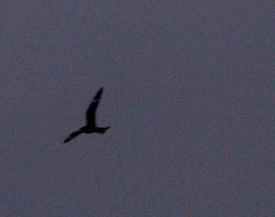 525countynnighthawkcommon.JPG